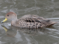 Yellow-billed Pintail